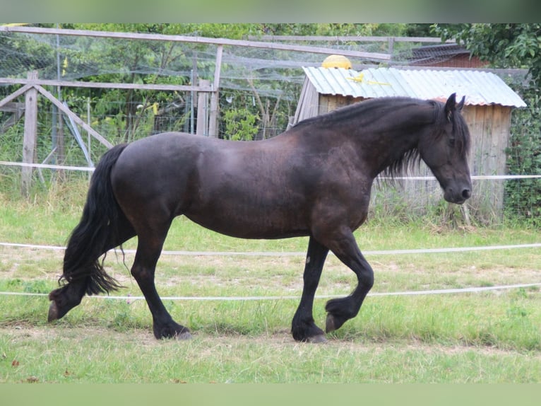 Frisone / Frisone Occidentale Giumenta 12 Anni 163 cm Morello in Ohrenbach