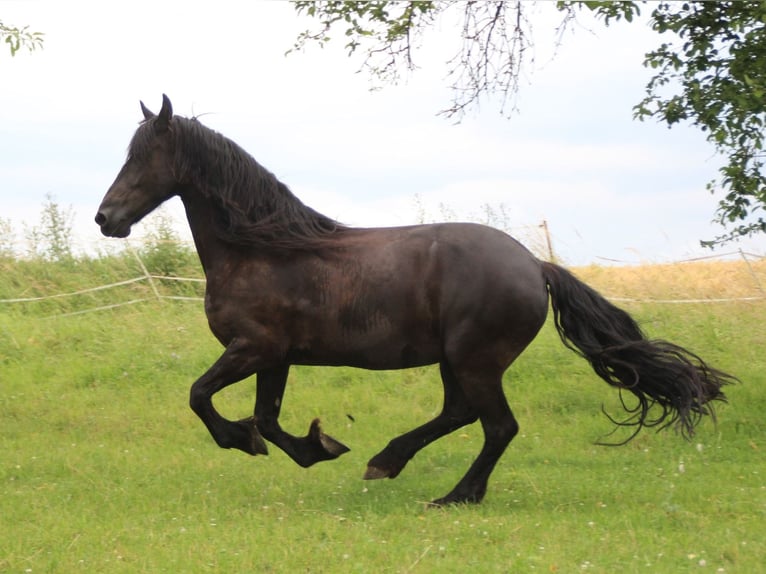 Frisone / Frisone Occidentale Giumenta 12 Anni 163 cm Morello in Ohrenbach