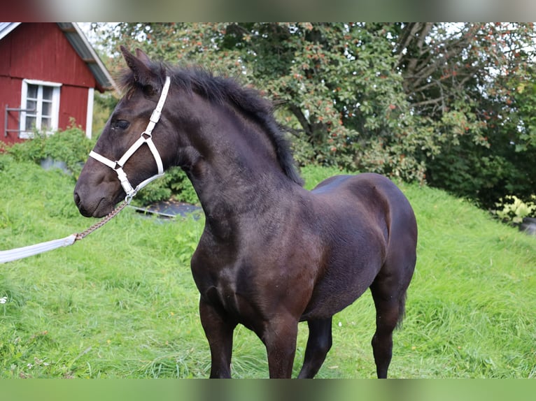 German Horse Truciolo per Cavalli Foglia Fine Kg.20 - Mondobrico
