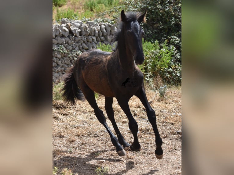 Frisone / Frisone Occidentale Mix Giumenta 2 Anni 160 cm Morello in Menorca