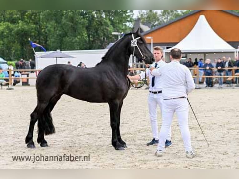 Frisone / Frisone Occidentale Giumenta 3 Anni 163 cm Morello in Elim