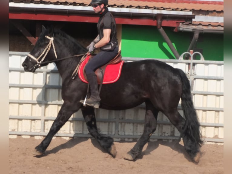 Frisone / Frisone Occidentale Mix Giumenta 4 Anni 158 cm Morello in Buttst&#xE4;dt