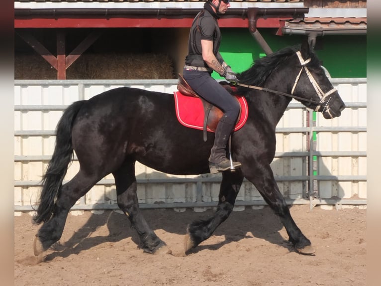 Frisone / Frisone Occidentale Mix Giumenta 4 Anni 158 cm Morello in Buttst&#xE4;dt