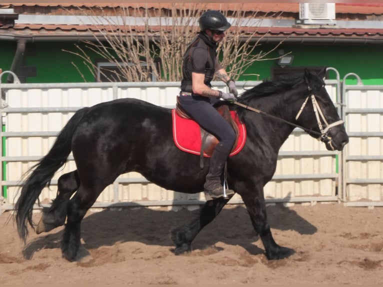 Frisone / Frisone Occidentale Mix Giumenta 4 Anni 158 cm Morello in Buttst&#xE4;dt