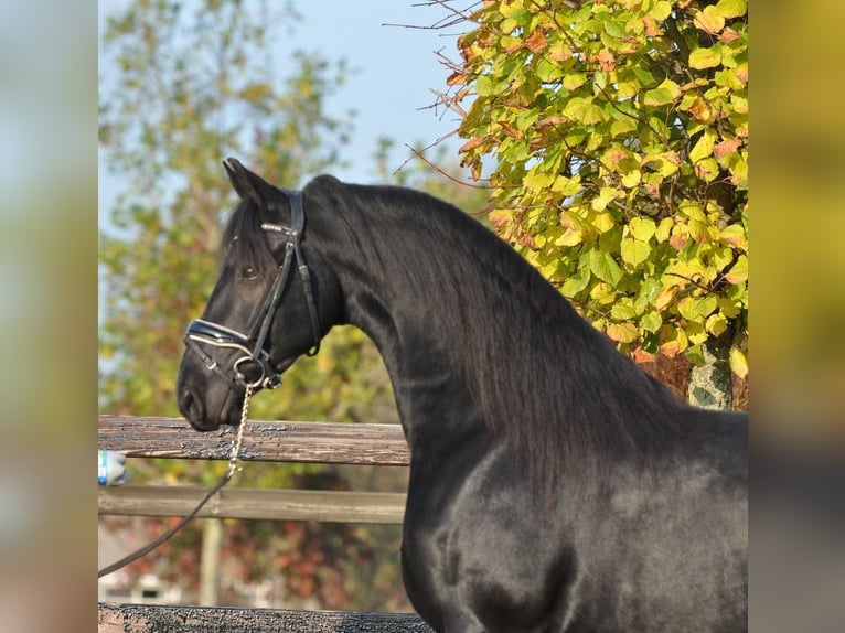 Frisone / Frisone Occidentale Giumenta 4 Anni 160 cm Morello in Lunteren