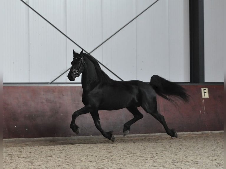 Frisone / Frisone Occidentale Giumenta 4 Anni 160 cm Morello in Lunteren