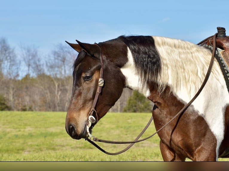 Frisone / Frisone Occidentale Mix Giumenta 4 Anni 160 cm in Somerset, KY