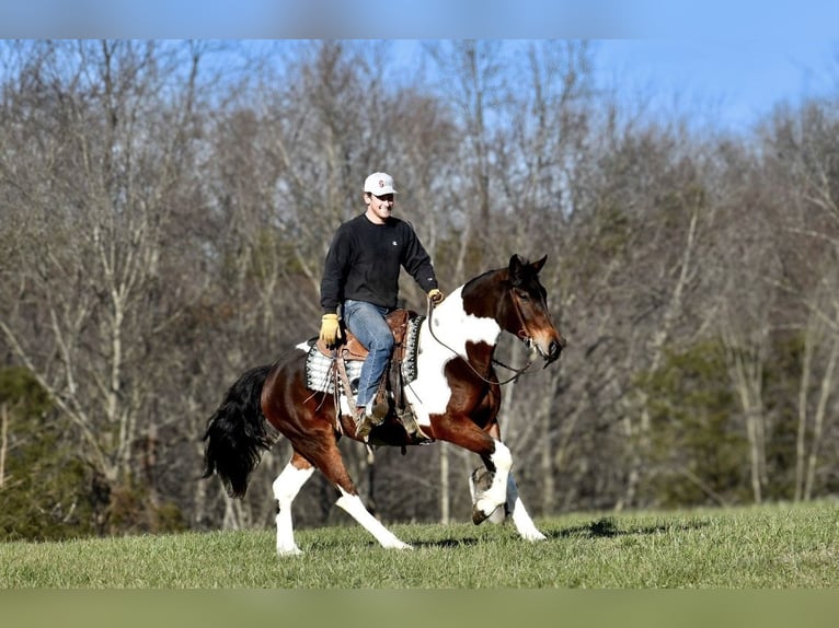 Frisone / Frisone Occidentale Mix Giumenta 4 Anni 160 cm in Somerset, KY