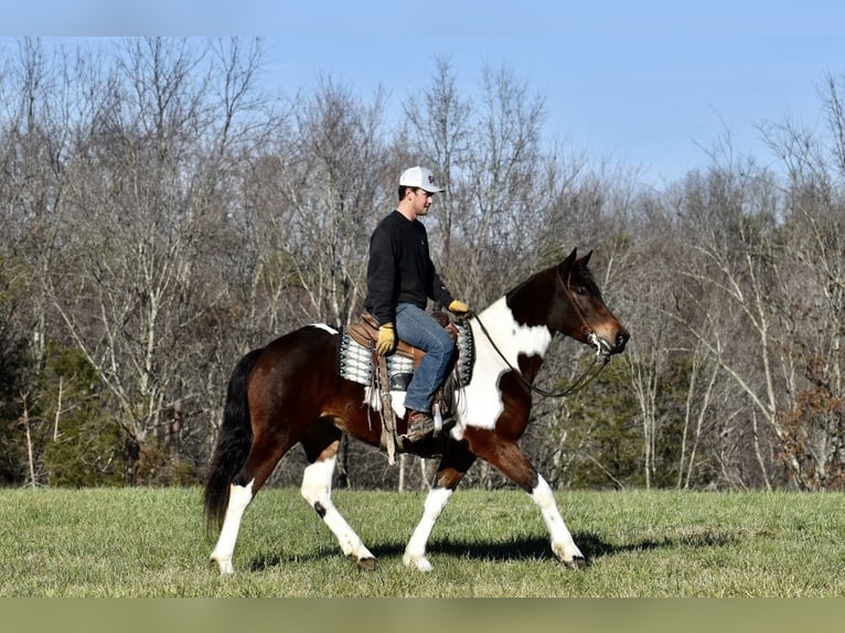 Frisone / Frisone Occidentale Mix Giumenta 4 Anni 160 cm in Somerset, KY