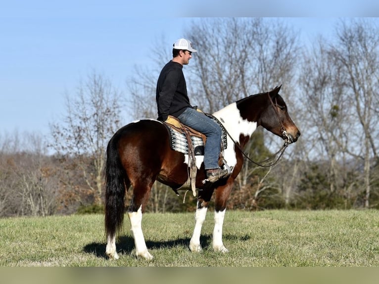 Frisone / Frisone Occidentale Mix Giumenta 4 Anni 160 cm in Somerset, KY