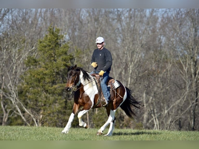 Frisone / Frisone Occidentale Mix Giumenta 4 Anni 160 cm in Somerset, KY