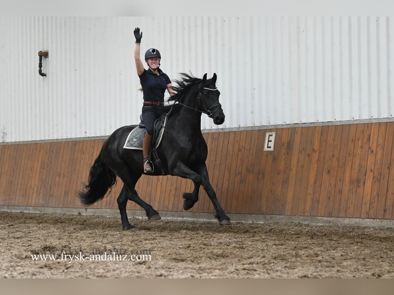 Frisone / Frisone Occidentale Giumenta 4 Anni 163 cm Morello in Mijnsheerenland