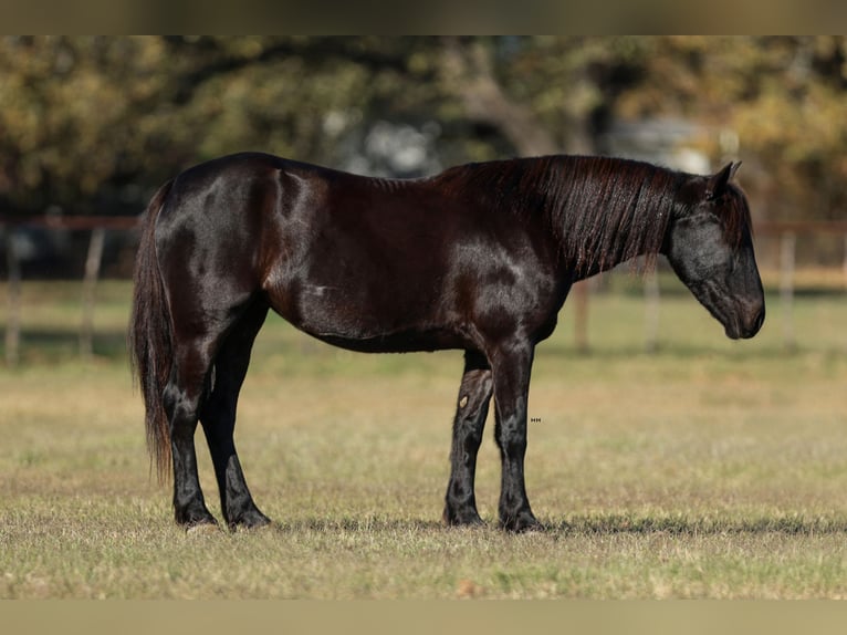 Frisone / Frisone Occidentale Mix Giumenta 5 Anni 142 cm Morello in Joshua