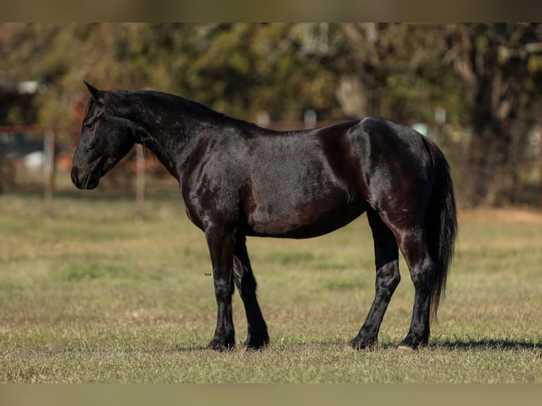 Frisone / Frisone Occidentale Mix Giumenta 5 Anni 142 cm Morello in Joshua