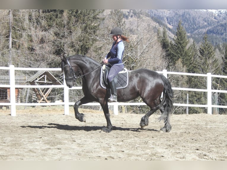 Frisone / Frisone Occidentale Giumenta 5 Anni 162 cm Morello in Bad Kleinkirchheim