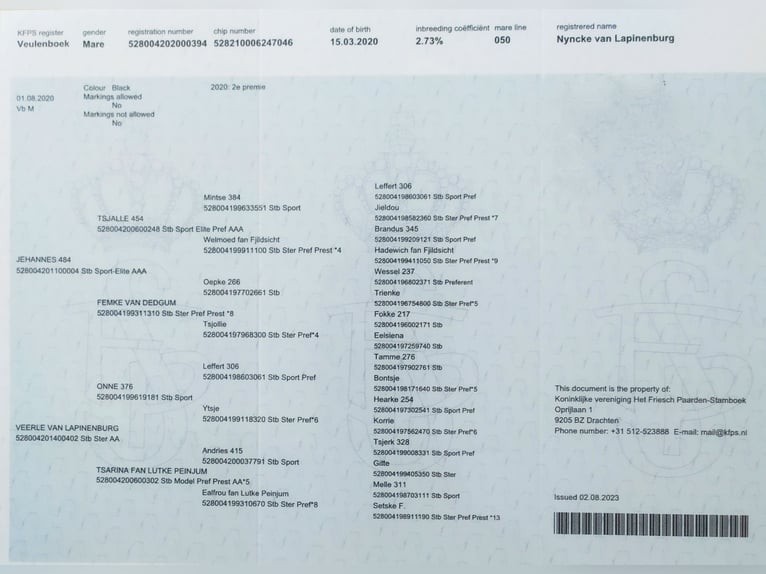 Frisone / Frisone Occidentale Giumenta 5 Anni 179 cm Morello in Poświętne