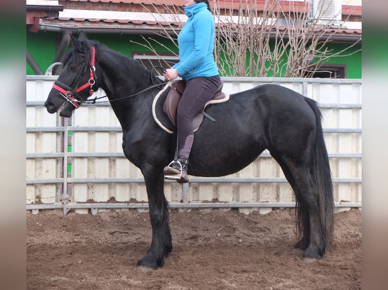 Frisone / Frisone Occidentale Giumenta 6 Anni 158 cm Morello in Buttstädt