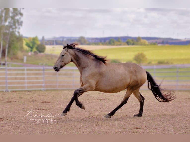 Frisone / Frisone Occidentale Mix Giumenta 7 Anni 154 cm Falbo in Nack