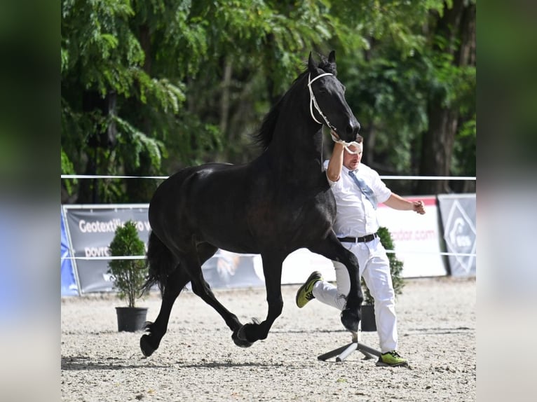 Frisone / Frisone Occidentale Giumenta 7 Anni 166 cm Morello in Radonice