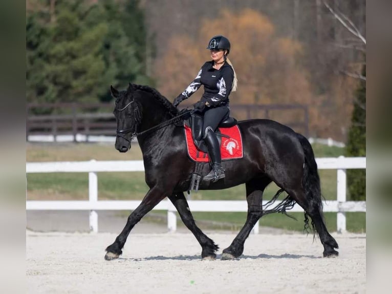 Frisone / Frisone Occidentale Giumenta 7 Anni 166 cm Morello in Radonice