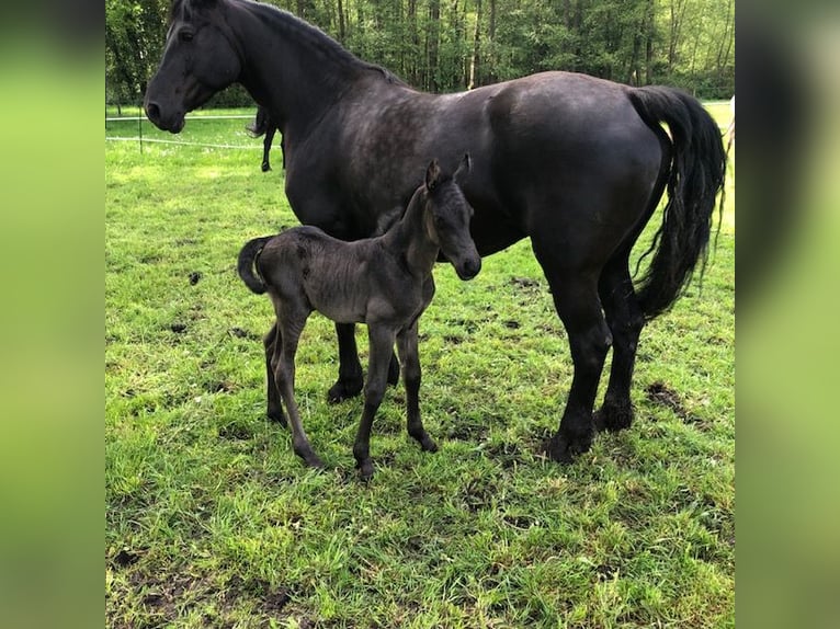 Frisone / Frisone Occidentale Mix Giumenta 8 Anni 157 cm Morello in Ambt Delden