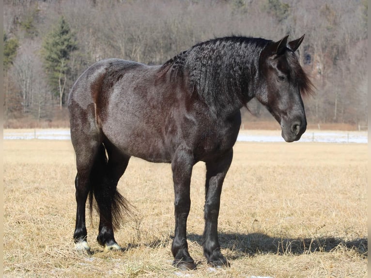 Frisone / Frisone Occidentale Mix Giumenta 8 Anni 160 cm Roano blu in Beaver Springs, PA