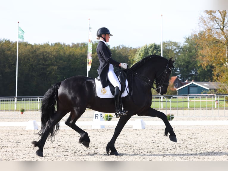 Frisone / Frisone Occidentale Stallone 11 Anni 168 cm Morello in Aalsmeer