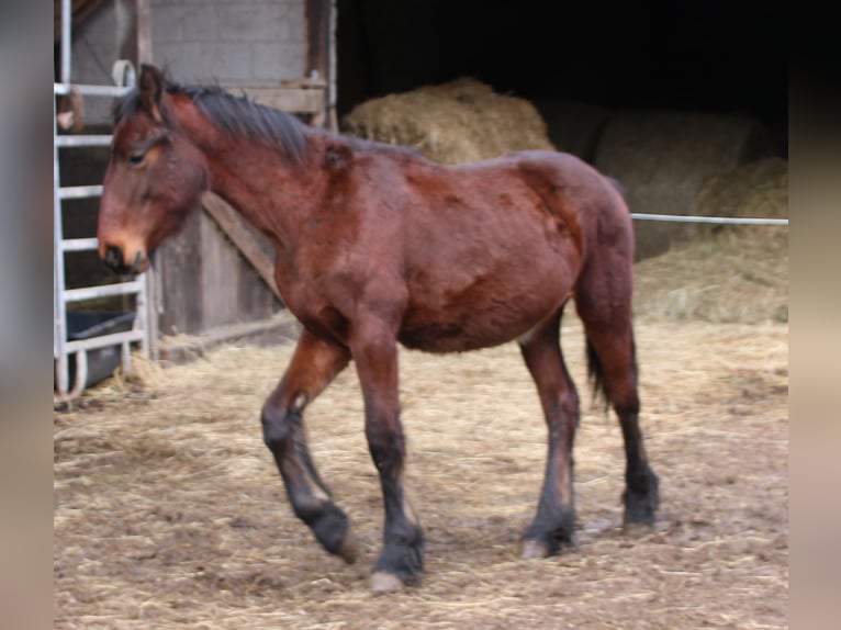 Frisone / Frisone Occidentale Mix Stallone 1 Anno 155 cm Baio in Gemmerich