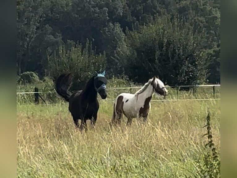 Frisone / Frisone Occidentale Stallone 2 Anni 160 cm Morello in Bersteland