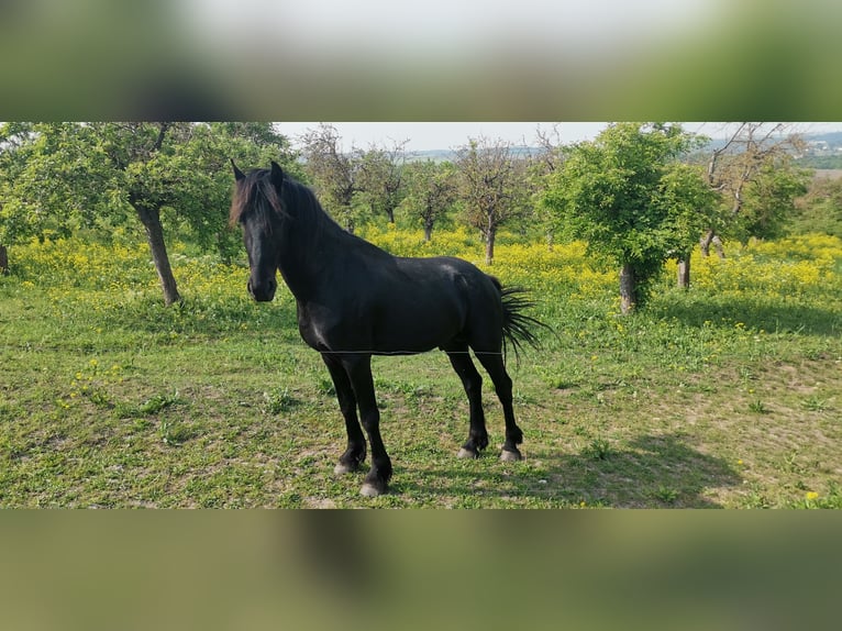 Frisone / Frisone Occidentale Stallone 3 Anni 161 cm Morello in Burgscheidungen