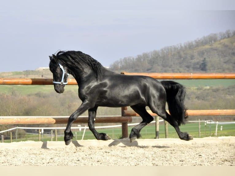 Frisone / Frisone Occidentale Stallone 3 Anni 163 cm Morello in Ochtendung