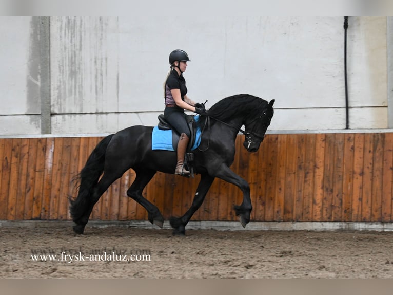 Frisone / Frisone Occidentale Stallone 3 Anni 164 cm Morello in Mijnsheerenland