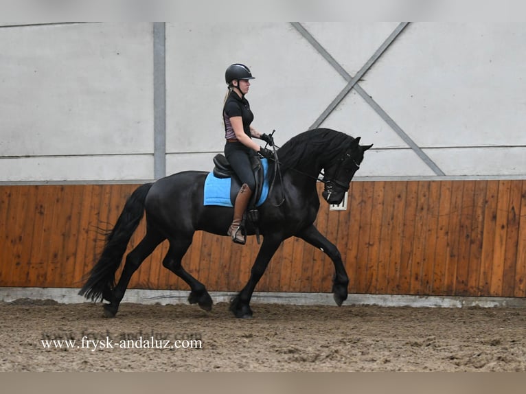 Frisone / Frisone Occidentale Stallone 3 Anni 164 cm Morello in Mijnsheerenland