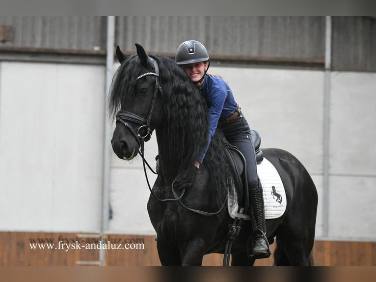 Frisone / Frisone Occidentale Stallone 3 Anni 165 cm Morello in Mijnsheerenland