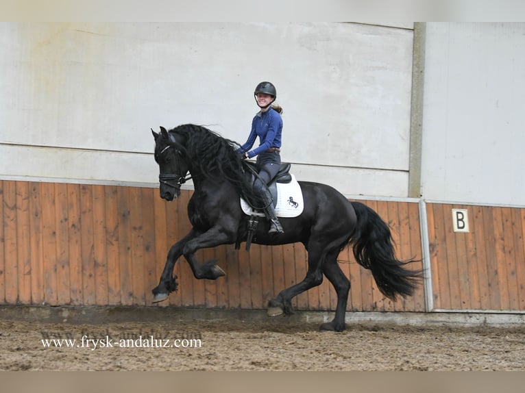 Frisone / Frisone Occidentale Stallone 3 Anni 165 cm Morello in Mijnsheerenland