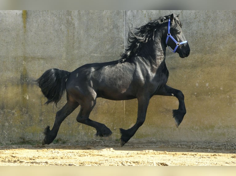 Frisone / Frisone Occidentale Stallone 3 Anni 166 cm Morello in Ochtendung