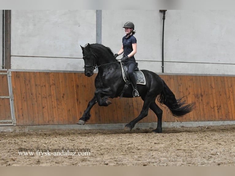 Frisone / Frisone Occidentale Stallone 3 Anni 167 cm Morello in Mijnsheerenland