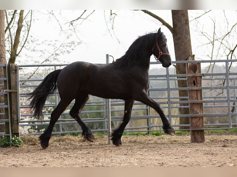 Frisone / Frisone Occidentale Stallone 3 Anni Morello in Sch&#xF6;llnach