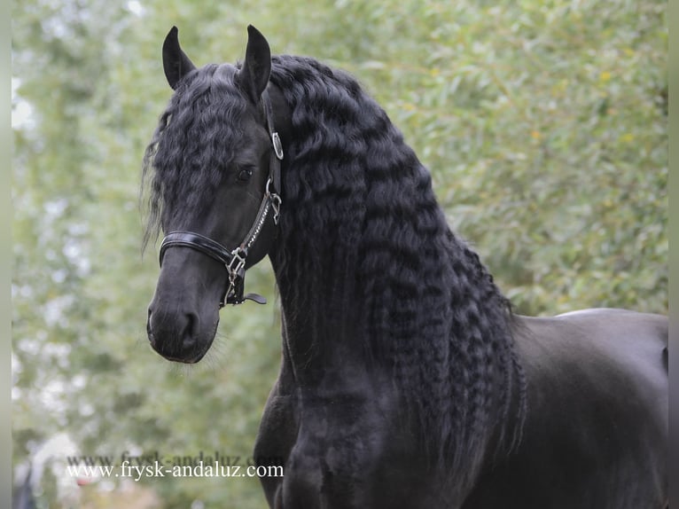 Frisone / Frisone Occidentale Stallone 4 Anni 160 cm Morello in Mijnsheerenland