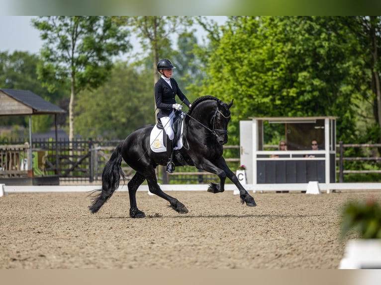 Frisone / Frisone Occidentale Stallone 4 Anni 163 cm Morello in Aalsmeer