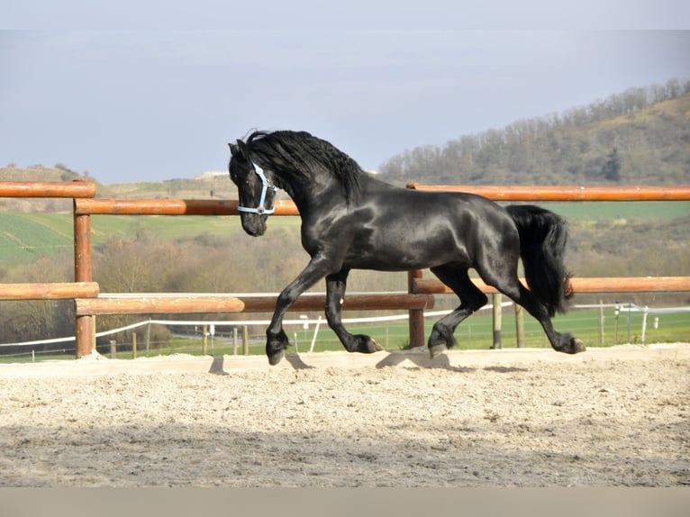 Frisone / Frisone Occidentale Stallone 4 Anni 163 cm Morello in Ochtendung