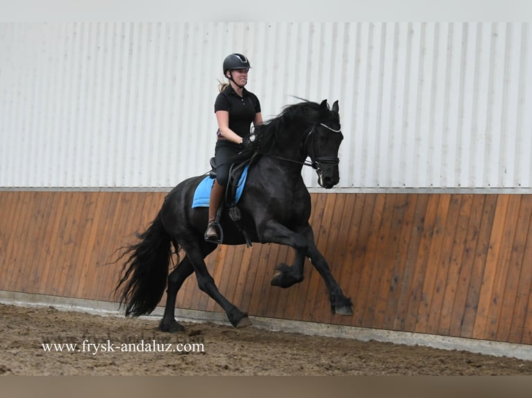 Frisone / Frisone Occidentale Stallone 4 Anni 164 cm Morello in Mijnsheerenland