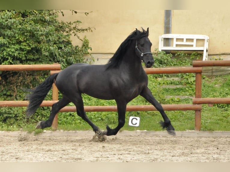 Frisone / Frisone Occidentale Stallone 4 Anni 164 cm Morello in Ochtendung