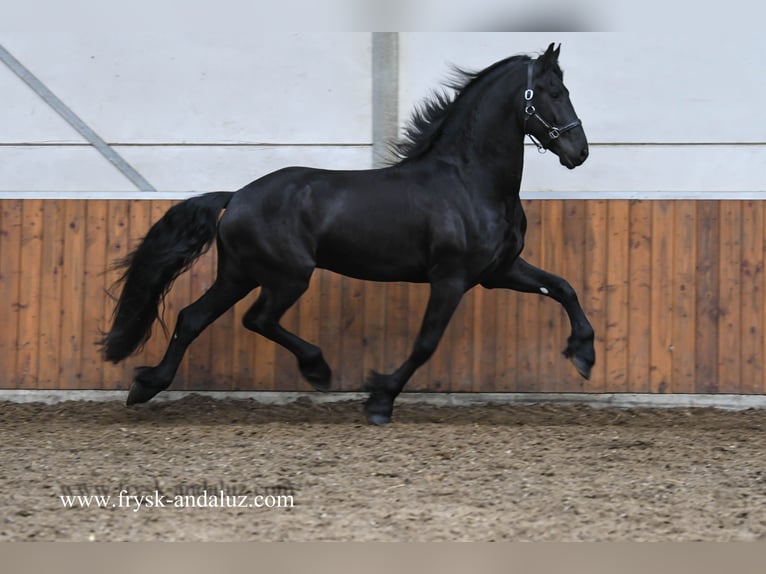 Frisone / Frisone Occidentale Stallone 4 Anni 165 cm Morello in Mijnsheerenland