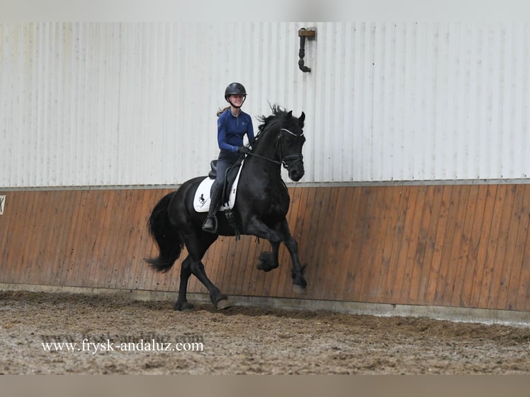 Frisone / Frisone Occidentale Stallone 4 Anni 165 cm Morello in Mijnsheerenland