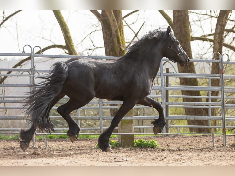 Frisone / Frisone Occidentale Stallone 4 Anni Morello in Schöllnach