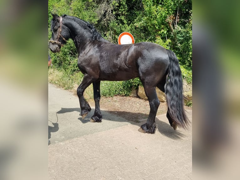 Frisone / Frisone Occidentale Stallone 5 Anni 165 cm Morello in Bischheim