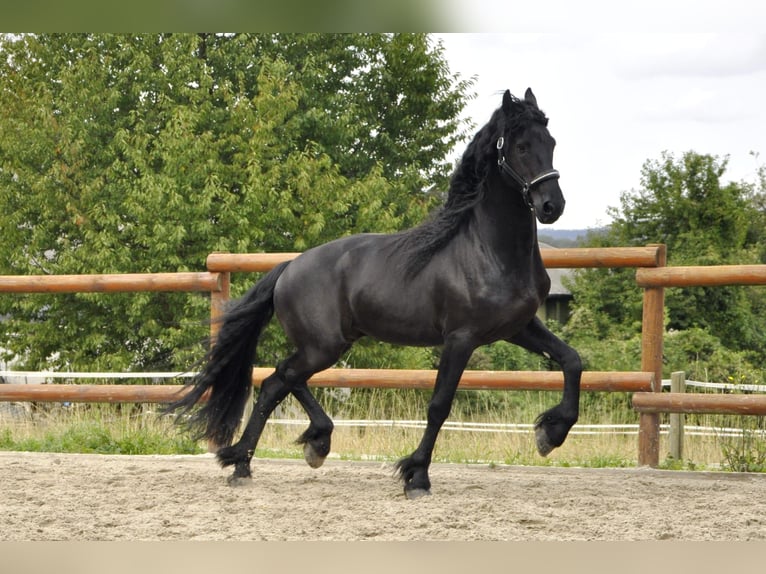 Frisone / Frisone Occidentale Stallone 5 Anni 165 cm Morello in Ochtendung