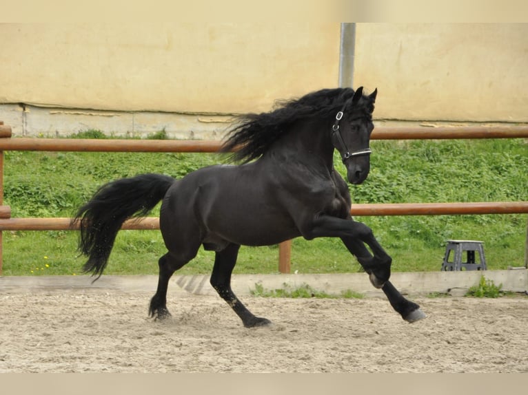 Frisone / Frisone Occidentale Stallone 5 Anni 165 cm Morello in Ochtendung