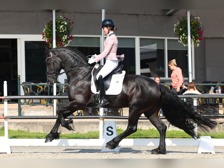 Frisone / Frisone Occidentale Stallone 5 Anni 170 cm Morello in Harlingen